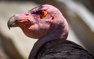 Close-up of a bird