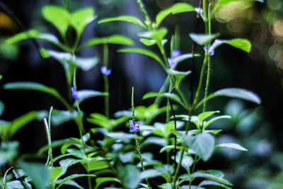 Close up purpel flower