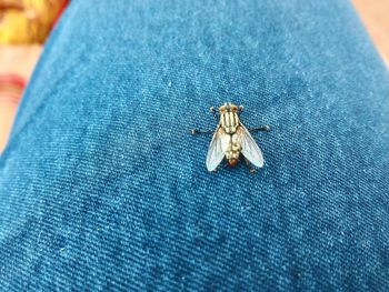 Close-up of young woman