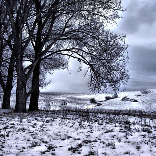 winter, snow, cold temperature, tranquil scene, tranquility, weather, bare tree, scenics, beauty in nature, sky, landscape, tree, nature, season, covering, frozen, branch, field, cloud - sky, non-urban scene