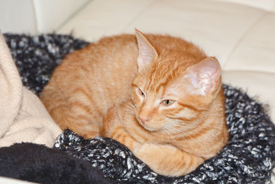 Close-up of cat lying on bed