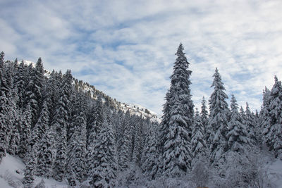 Pine trees in forest against sky during winter