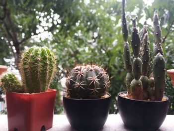 Close-up of potted plants