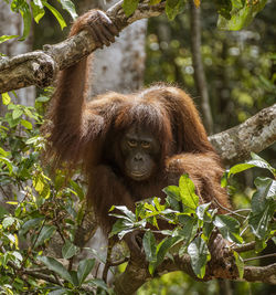 Close-up of monkey on tree