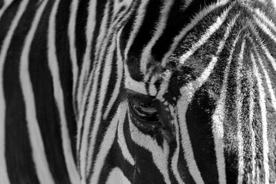 Close-up of zebra