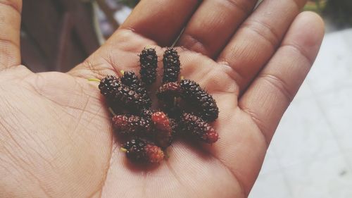 Close-up of hand holding leaf