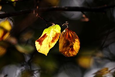 Close-up of dry leaves on plant during autumn