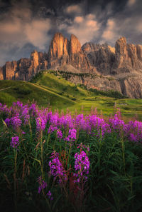 Scenic view of field against sky during sunset