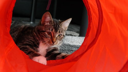 Close-up portrait of cat