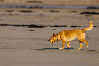 Side view of a dog on beach