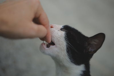 Close-up of cat