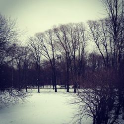 Bare trees against sky