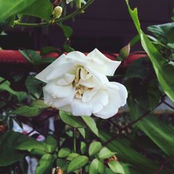 Close-up of white flowers blooming outdoors