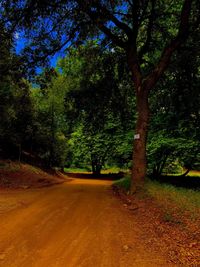 Dirt road amidst trees in forest