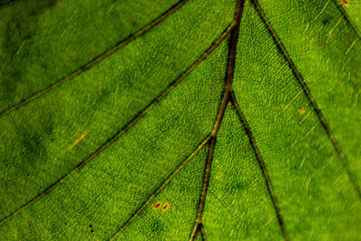 Full frame shot of leaf