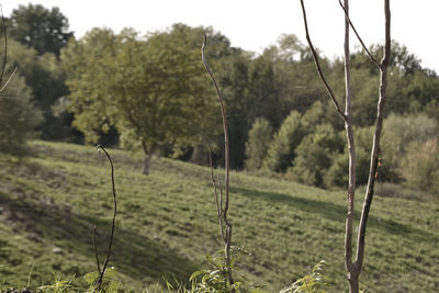 Close-up of trees on field