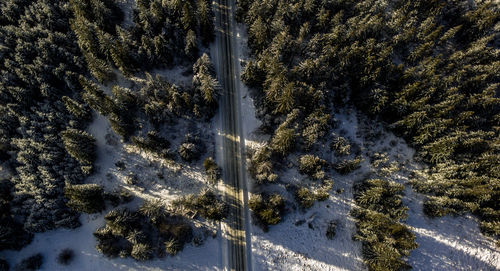 Aerial view of road passing through snow-covered forest