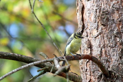 Close-up of bird perching on tree