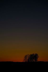 Silhouette of trees at sunset