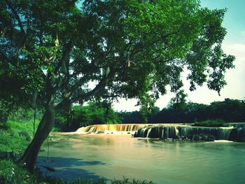 Scenic view of river amidst trees against sky