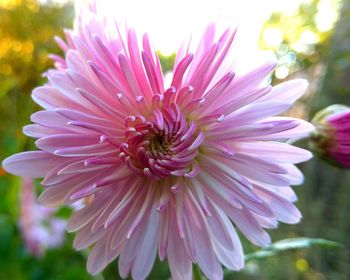 Close-up of pink dahlia