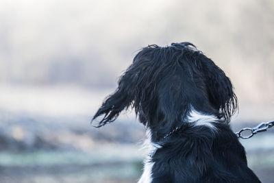 Dog looking away