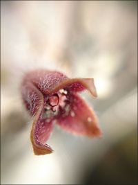 Close-up of flower