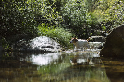 Ducks on rock by lake