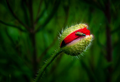 A shiny green common malachite beetle, malachius bipustulatus, rests on an unopened red poppy