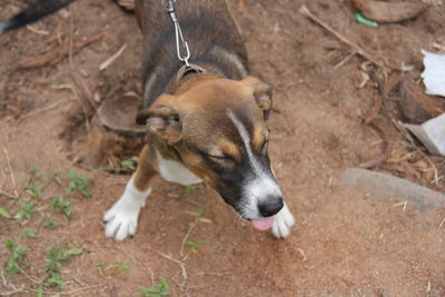 High angle view of chained dog