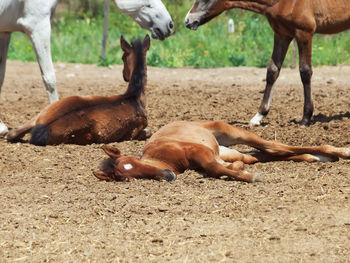 View foals lying down