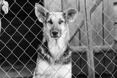 Portrait of dog seen through chainlink fence