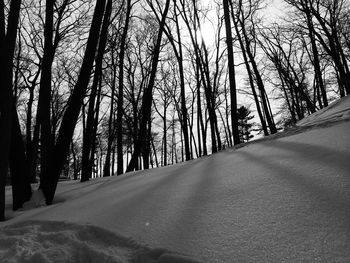 Bare trees on snow covered road in forest