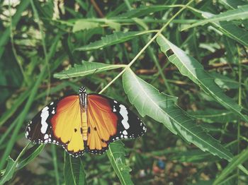 Close-up of butterfly on plant