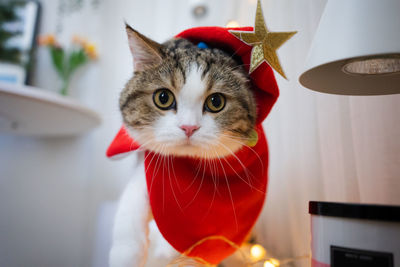 Scottish tabby cat dressing with christmas theme