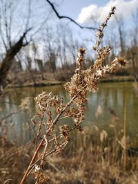 Close-up of wilted plant on field