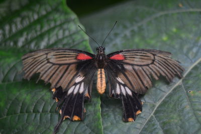 High angle view of butterfly on leaf