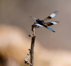 Close-up of dragonfly on twig