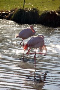 Birds in calm water