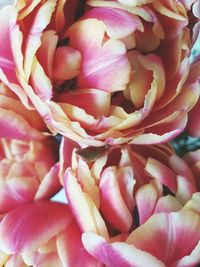 Close-up of pink flower