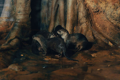 Otters in saint petersburg oceanarium, russia