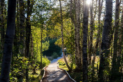 Footpath amidst trees in forest