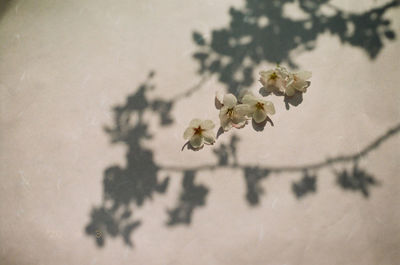 Close-up of white flowering plant