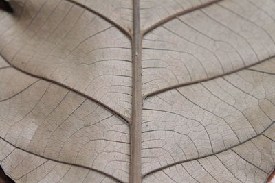 High angle view of tree trunk