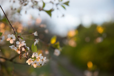 Close-up of flowers on tree