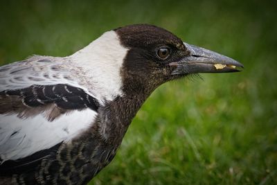 Close-up of a bird looking away