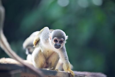 Squirrel monkey