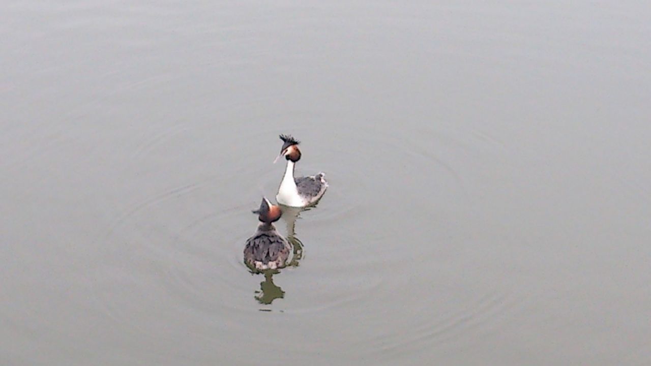 water, waterfront, full length, jumping, bird, rippled, lake, mid-air, motion, leisure activity, high angle view, nature, swimming, lifestyles, animal themes, one animal, side view, reflection