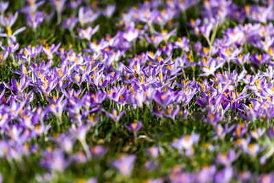 Close-up of purple flowering plants on field