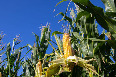 Low angle view of crops against blue sky